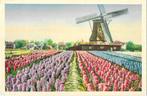 AK Bollenvelden - Hollandse Bloembollenvelden. Molen, Verzamelen, Verzenden, 1920 tot 1940, Ongelopen, Natuur