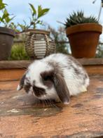 Minilop babykonijntje, Dieren en Toebehoren, Konijnen, Mannelijk, Dwerg, 0 tot 2 jaar