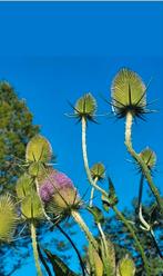 Grote kaardebol, Ophalen, Overige soorten, Volle zon