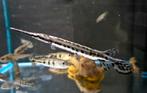 Spotted gar, Dieren en Toebehoren, Vis, Zoetwatervis