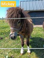 Nog 2 mini pony hengstjes te koop, Hengst, A pony (tot 1.17m), Onbeleerd, Recreatiepony