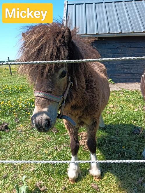 Nog 2 mini pony hengstjes te koop, Dieren en Toebehoren, Pony's, Hengst, Onbeleerd, A pony (tot 1.17m), Recreatiepony, 0 tot 2 jaar