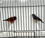 Te Koop Kapoetsijzen, Meerdere dieren, Wildzangvogel, Geringd