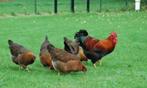 Welsumer kippen [Groot en Krielkippen], Dieren en Toebehoren, Pluimvee, Vrouwelijk, Kip
