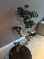 Bonsai Ficus boom 1 meter, Ophalen, Ficus, Halfschaduw, 100 tot 150 cm