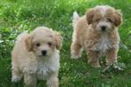Prachtige Maltipoo pups, Dieren en Toebehoren, Honden | Chihuahua's en Gezelschapshonden, Poedel, Nederland, CDV (hondenziekte)