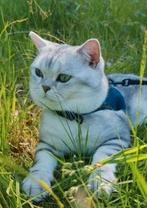 Britse Korthaar BlackSilver Blotched Dekkater Stamboom, Dieren en Toebehoren, Katten en Kittens | Dekkaters, 3 tot 5 jaar