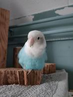 Agaponis pop blauwe tam, Dieren en Toebehoren, Vrouwelijk, Dwergpapegaai of Agapornis, Geringd