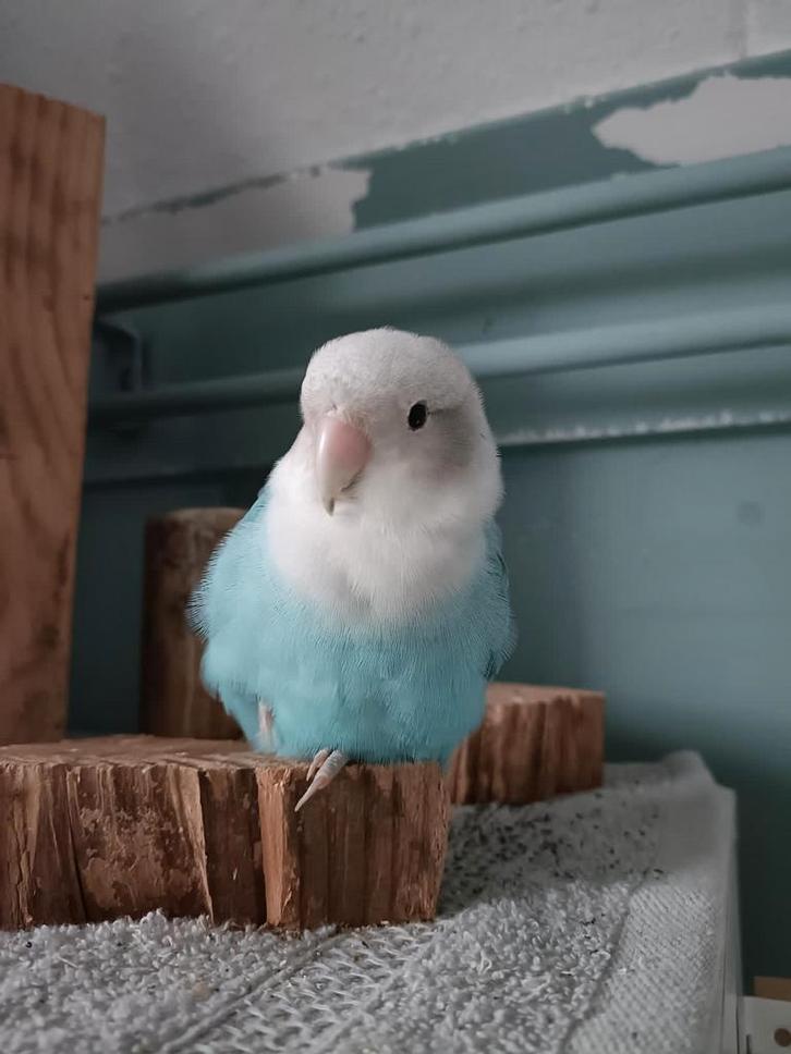Agaponis pop blauwe tam, Dieren en Toebehoren, Vogels | Parkieten en Papegaaien, Dwergpapegaai of Agapornis, Vrouwelijk, Tam, Geringd