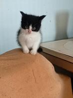 Te koop europese kittens.(kortharig), Dieren en Toebehoren, Katten en Kittens | Overige Katten, Meerdere dieren