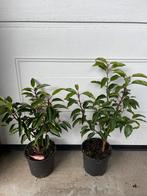 Prunus lusitanica angustifloia.  portugese laurier, Ophalen of Verzenden, Laurier, 100 tot 250 cm