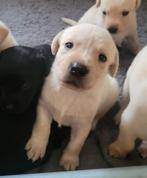 STAMBOOM ZWARTE EN BLONDE FIELDTRIAL LABRADOR PUPS, Dieren en Toebehoren, Honden | Retrievers, Spaniëls en Waterhonden, CDV (hondenziekte)