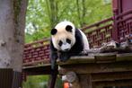 4 entreekaarten Ouwehands dierenpark, Drie personen of meer, Ticket of Toegangskaart