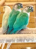 Pyrrhura's, Dieren en Toebehoren, Vogels | Parkieten en Papegaaien, Meerdere dieren, Parkiet, Geringd