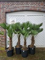AANBIEDING TRACHYCARPUS WAGNERIANUS 20 OF FORTUNEI IN GRUPPO, In pot, Halfschaduw, Ophalen of Verzenden, Minder dan 100 cm