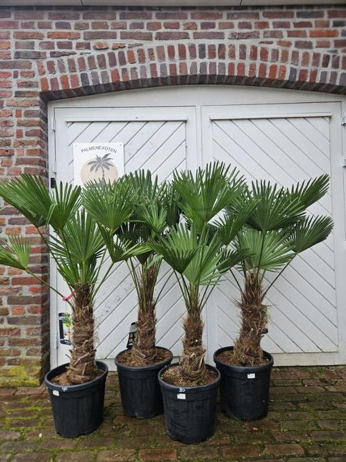 AANBIEDING TRACHYCARPUS WAGNERIANUS 20 OF FORTUNEI IN GRUPPO, Tuin en Terras, Planten | Bomen, Palmboom, Minder dan 100 cm, Halfschaduw