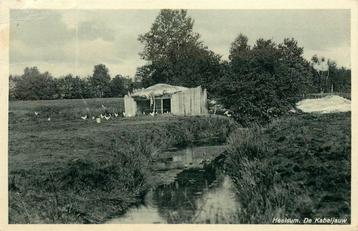 (378-283-051) Heelsum  de Kabeljauw beschikbaar voor biedingen