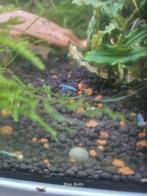 Caridina Shrimp, Garnaal, Blue Bolts, zoetwater, Dieren en Toebehoren, Kreeft, Krab of Garnaal