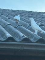 Jonge witte Takla net uitgevlogen, Meerdere dieren, Overige soorten