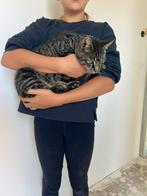 Kindervriendelijke europese korthaar zoekt goed tehuis, Poes, Ontwormd, 6 jaar of ouder