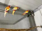 Rosella's, Dieren en Toebehoren, Meerdere dieren, Parkiet, Geringd