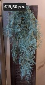 Lange en volle tak kunst asparagus €19,50 p.s., Ophalen of Verzenden, Nieuw