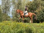 Lief recreatie paard, Merrie, B, 160 tot 165 cm, 11 jaar of ouder