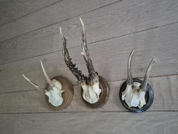 3 Mooie ree geweien samen € 19,50 jacht mancave overkapping beschikbaar voor biedingen