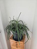 Aloë Vera Plant excl. Pot, Ophalen, Halfschaduw, Minder dan 100 cm