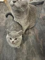 Raszuivere Britse korthaar kittens ( mogen nestje verlaten ), Meerdere dieren, Gechipt, 0 tot 2 jaar