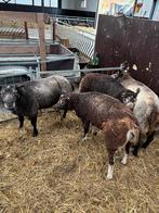 4 overjarige dassenkop dekrammen, Dieren en Toebehoren, Schapen, Geiten en Varkens, Mannelijk, Schaap