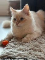 Ragdoll kater red point 8 maanden oud, 0 tot 2 jaar, Kater, Gechipt