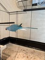 Halsbandparkiet, Dieren en Toebehoren, Vrouwelijk, Parkiet