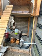 5 Serama hennen, Dieren en Toebehoren, Pluimvee, Vrouwelijk, Kip