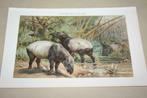 Antieke kleurenlithografie - Indische tapir - Circa 1900 !!, Ophalen of Verzenden, Voor 1940, Gebruikt