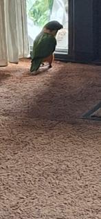 Te koop zwartkop caique  wimpie., Mannelijk