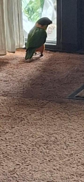 Te koop zwartkop caique  wimpie. beschikbaar voor biedingen