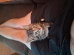 Kittens  foto1 gereserveerd staphorst