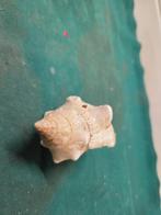 schelp perlmutt, Ophalen of Verzenden, 'T Olde Gre-j, Info@toldegrej.nl, Endepoelstraat 20f Didam