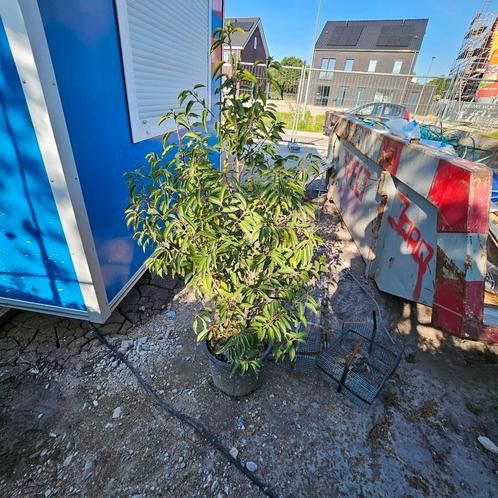 portugese laurier (prunus Lusitanica), Tuin en Terras, Planten | Struiken en Hagen, Struik, Laurier, 100 tot 250 cm, Ophalen of Verzenden