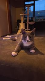 Kat half Ragdoll, Dieren en Toebehoren, Katten en Kittens | Raskatten | Korthaar, Kater, Gechipt