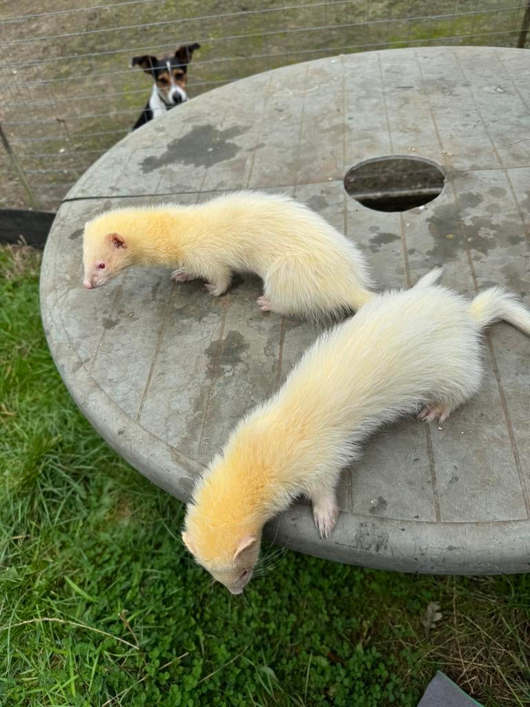 Gevraagd wit micro fret voor dekking. Te huur of te koop, April, Mannelijk