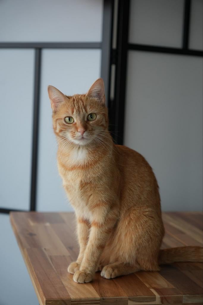 Catsitting for 6 weeks, Dieren en Toebehoren, Katten-accessoires, Ophalen