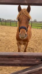 2 jarige ruin d pony, Dieren en Toebehoren, Pony's, Met stamboom, Ruin, Dressuurpony, 0 tot 2 jaar