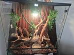 Compleet Bio-actief Terrarium (60x45x60) +  Wimpergekko, Dieren en Toebehoren, Ophalen of Verzenden, Zo goed als nieuw, Terrarium of Paludarium
