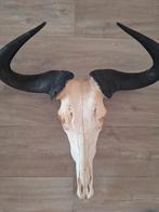 Afrikaanse gnoe skull groot, Verzamelen, Ophalen, Zo goed als nieuw, Paard, Gewei of Kop