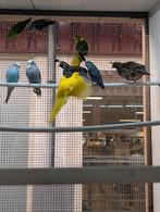 Koppel Californische kuifkwartels, Dieren en Toebehoren, Meerdere dieren, Parkiet