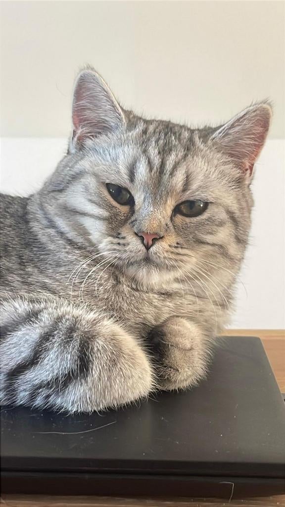 Mooie en lieve britse korthaar katten  te koop, Dieren en Toebehoren, Katten en Kittens | Raskatten | Korthaar, Poes, Gechipt