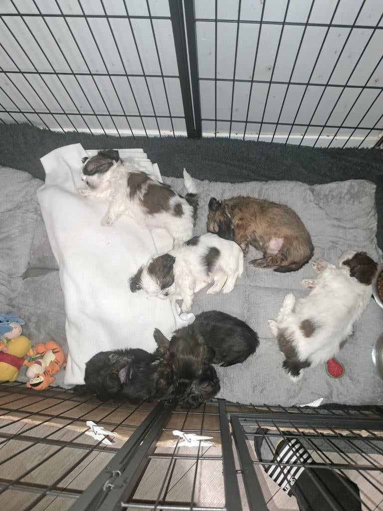 Shih tzu pups, Parvo, Overige rassen, 8 tot 15 weken, Teef