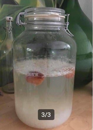 Waterkefir korrels, Ophalen